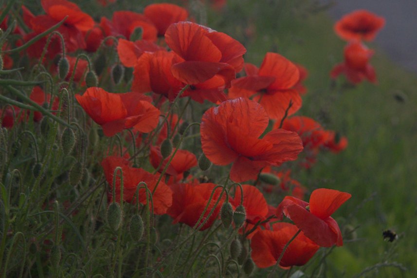 Poppies In The Corner Of A Field