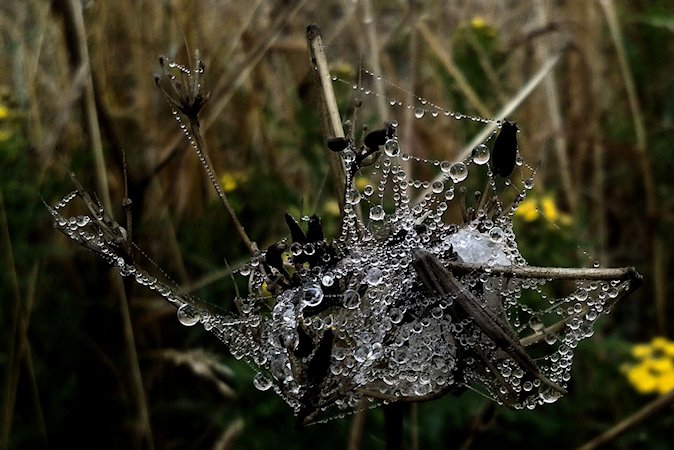 Spiders Net With Lots Of Drops